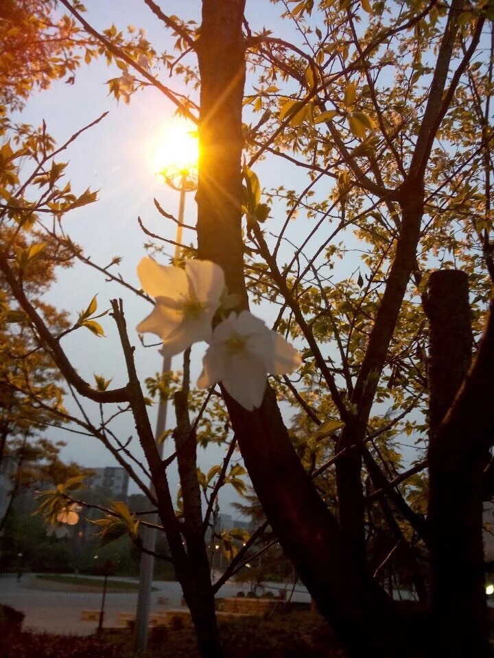 赵欢—校园风景