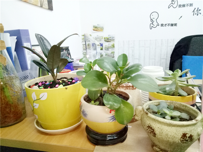 办公室绿色植物