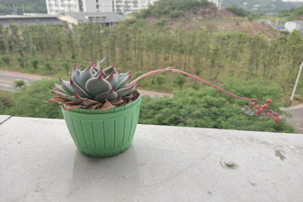 返校后---8栋宿舍阳台上的多肉是那么的有生机！