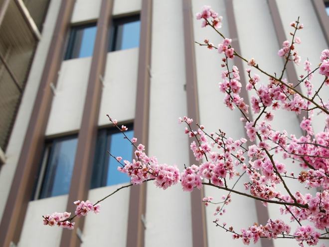 【网易新闻】同学，请留步！带你体验城科春日限定美景