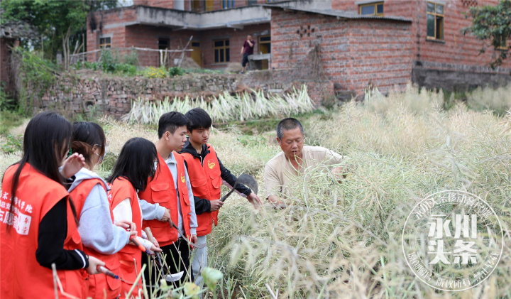 【永川头条】志愿服务进农田 助农抢收暖心田
