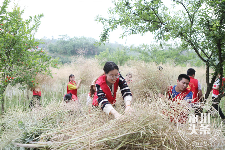 【永川头条】志愿服务进农田 助农抢收暖心田