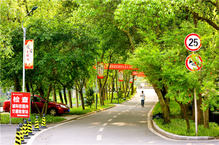 绿荫车道