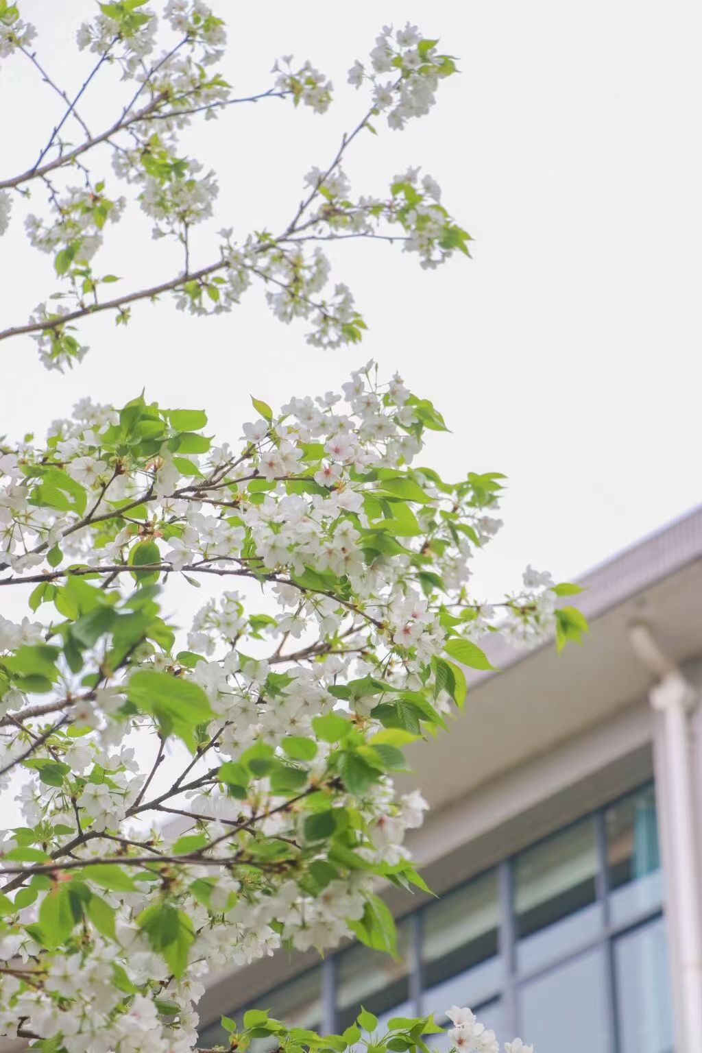 【新重庆】又到重庆高校赏花时 看你最爱哪家的“fafa”：重庆城市科技学院——从花开的声音里，聆听生命的热情。