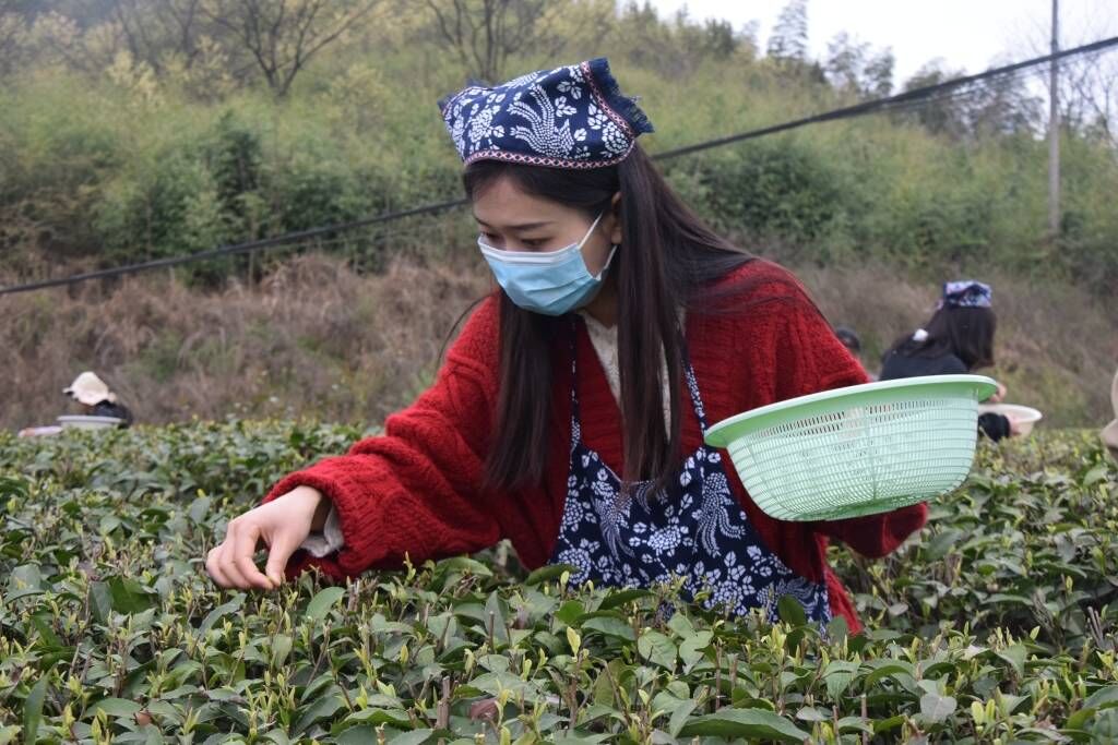 【新重庆 】 采茶、制茶、做竹编……重庆城市科技学院大学生的第二课堂这样上