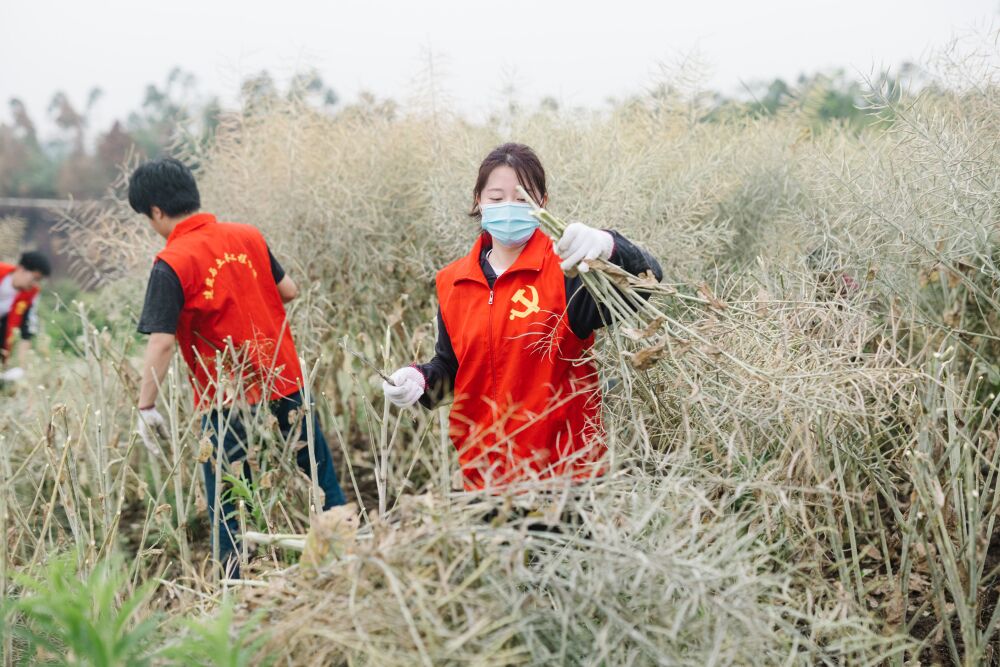 【重庆日报】收割油菜、挖笋、大扫除……重庆城科学子在劳动中过“五一”