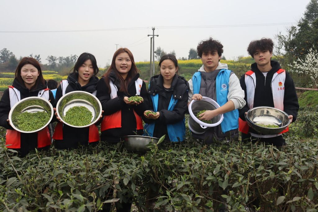 【永川头条】重庆城市科技学院 茶香四溢，青春助农