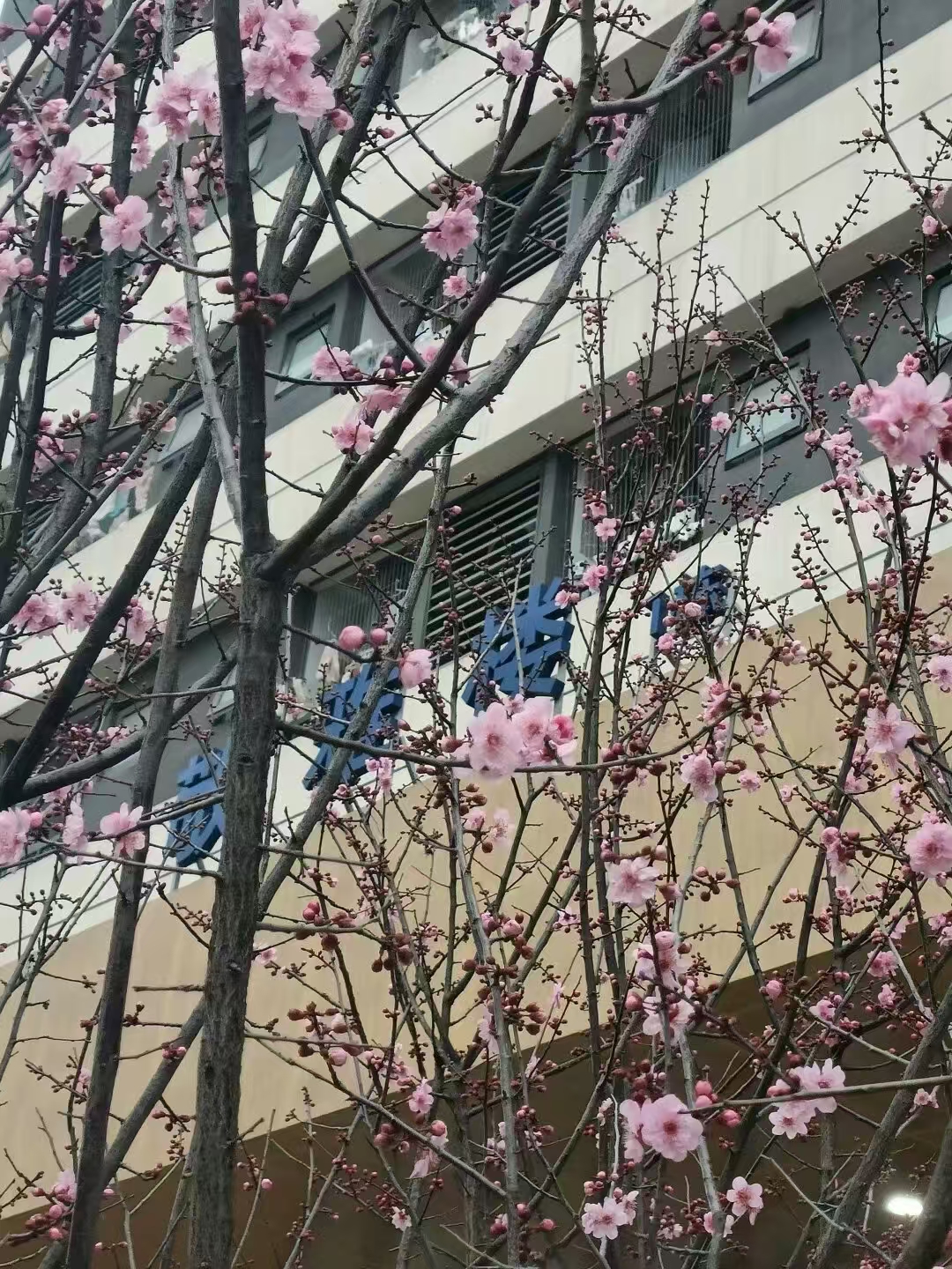 敬雅楼前