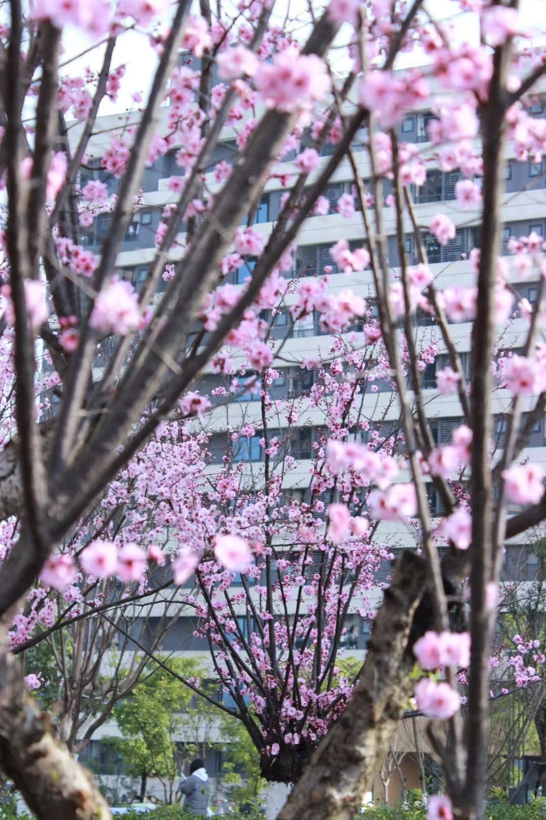 校园美景风光