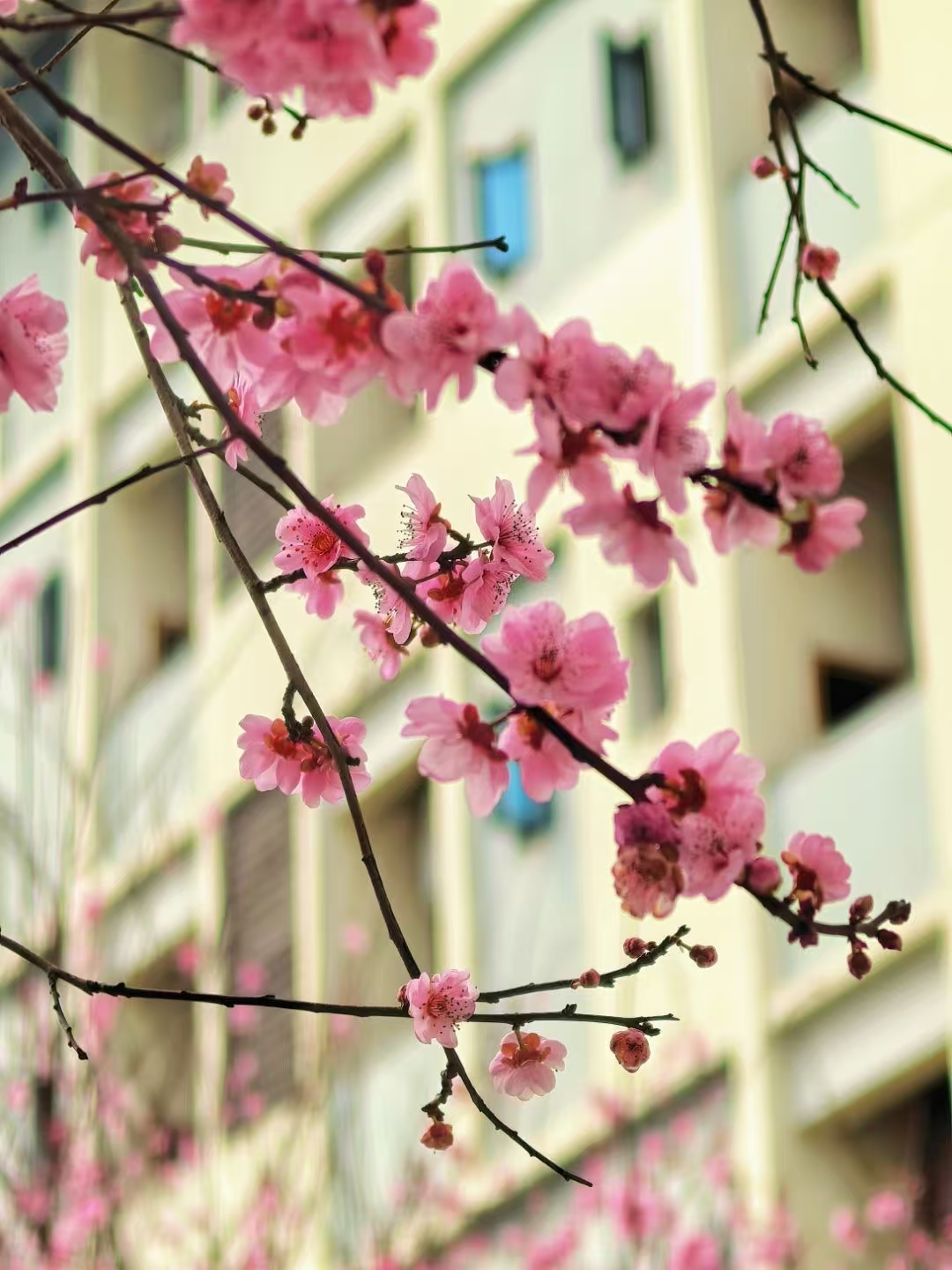 校园美景风光