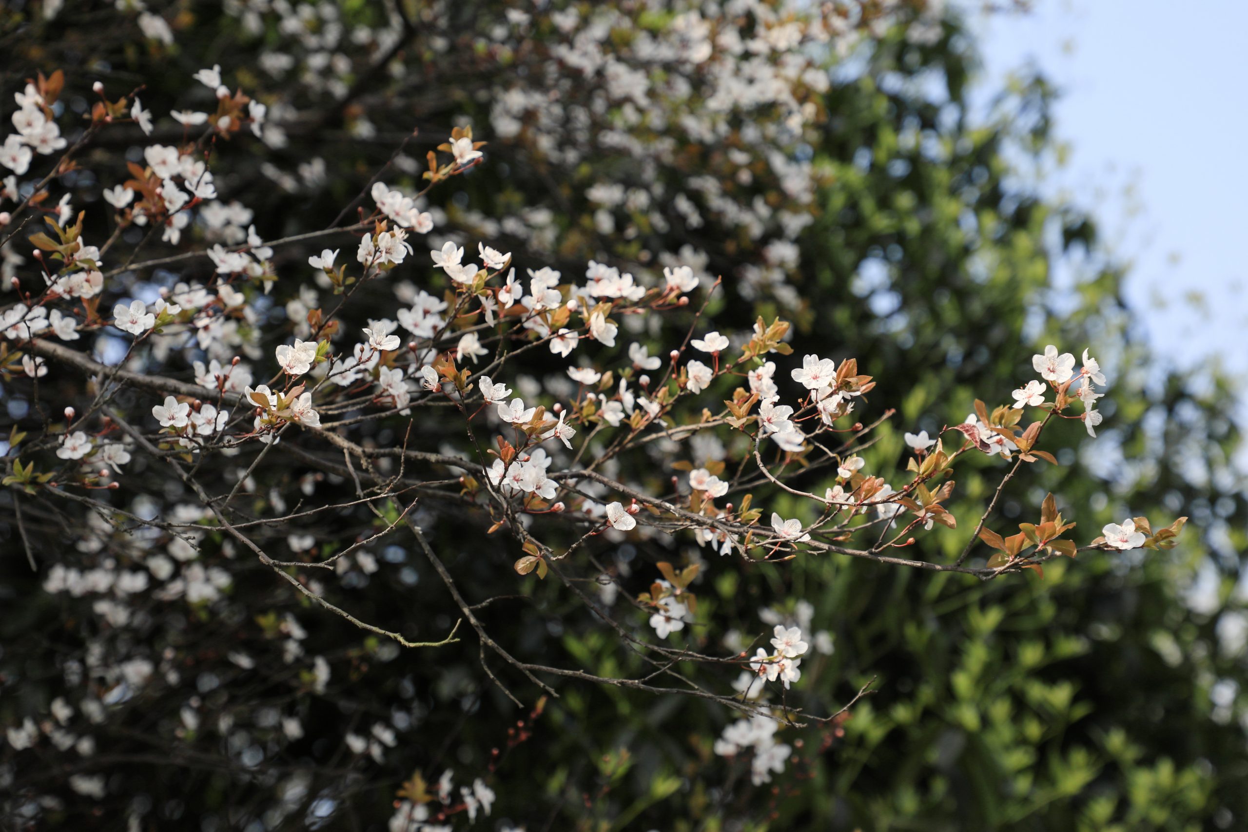 春暖花开